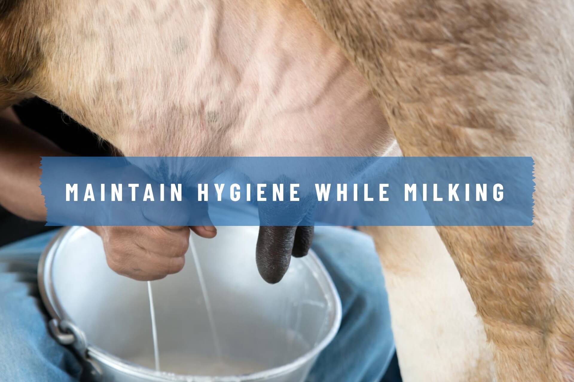 Milking